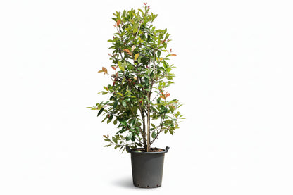 Photinia fraseri 'Red Robin' - Glansmispelhaag