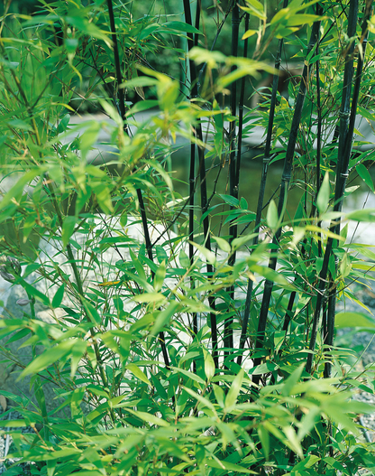 Phyllostachys nigra - Woekerende bamboe