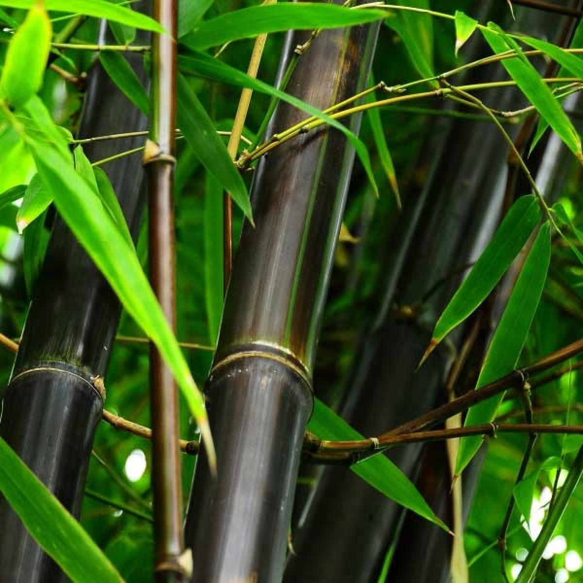 Phyllostachys nigra - Woekerende bamboe