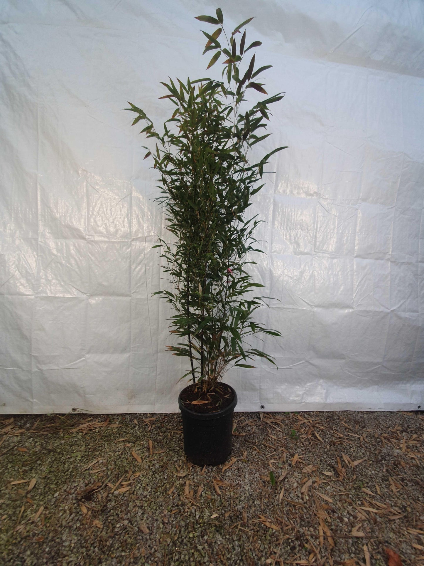 Phyllostachys nigra - Woekerende bamboe