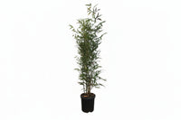 Phyllostachys nigra - Woekerende bamboe