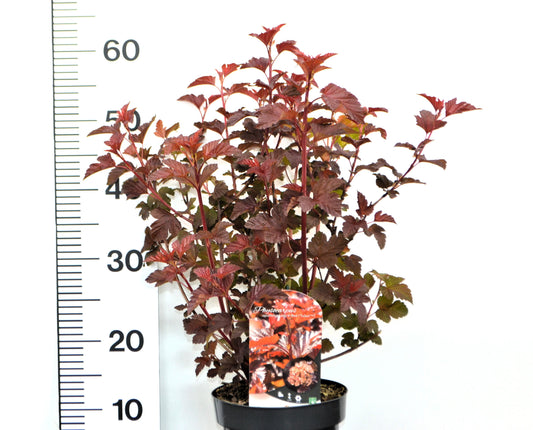 Physocarpus opulifolius 'Lady in Red' - Blaasspirea