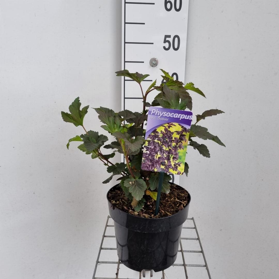 Physocarpus opulifolius 'Diabolo' - Blaasspiraea