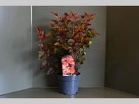 Physocarpus opulifolius Diable d'Or - Blaasspirea op stam