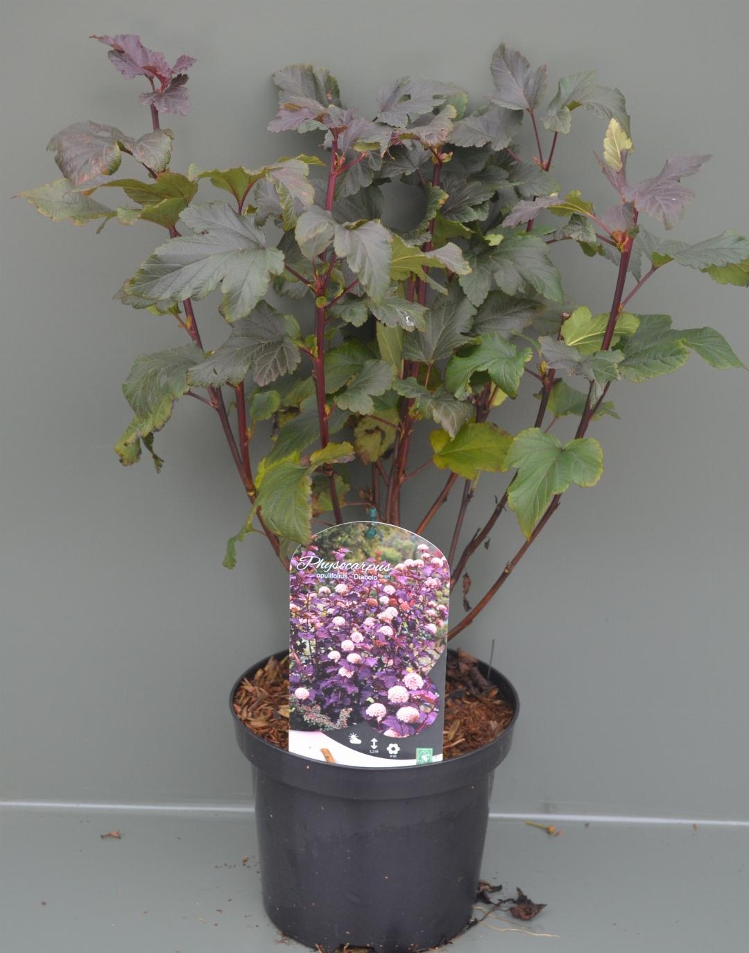 Physocarpus opulifolius 'Diabolo' - Blaasspiraea
