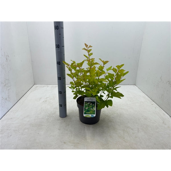 Physocarpus opulifolius 'Nugget' - Blaasspirea