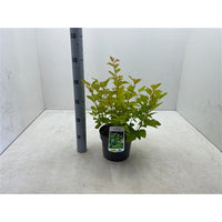 Physocarpus opulifolius 'Nugget' - Blaasspirea