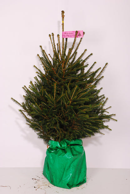 Fijnspar kerstboom 'Super' in pot - Picea Abies - 80/200cm