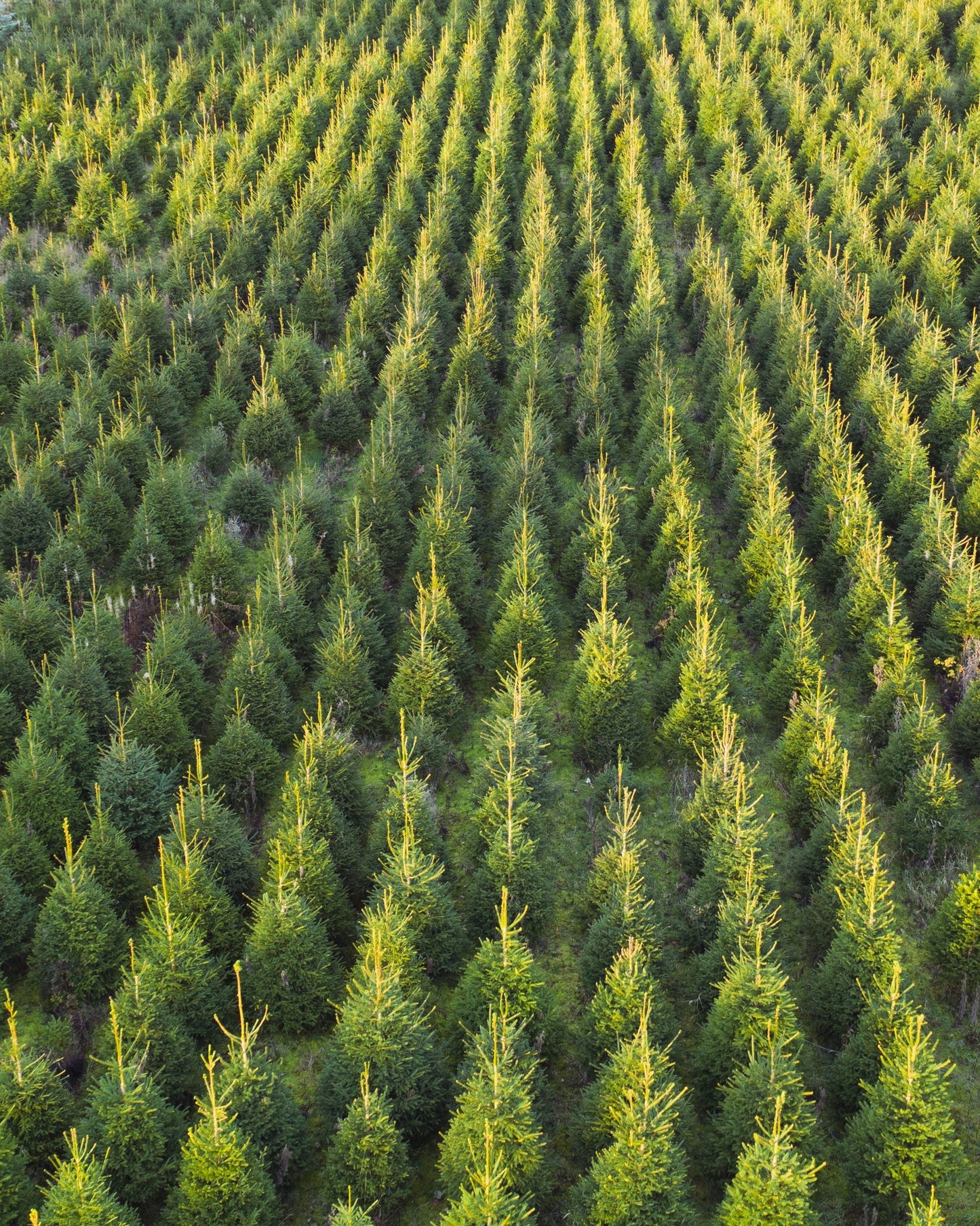 Fijnspar kerstboom 'Super' gezaagd - Picea Abies - 100/500cm