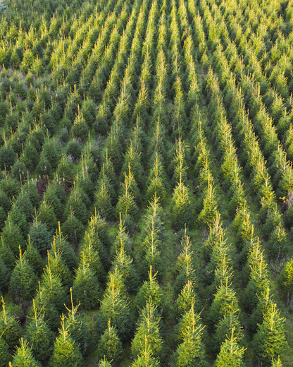 Fijnspar kerstboom 'Super' gezaagd - Picea Abies - 100/500cm