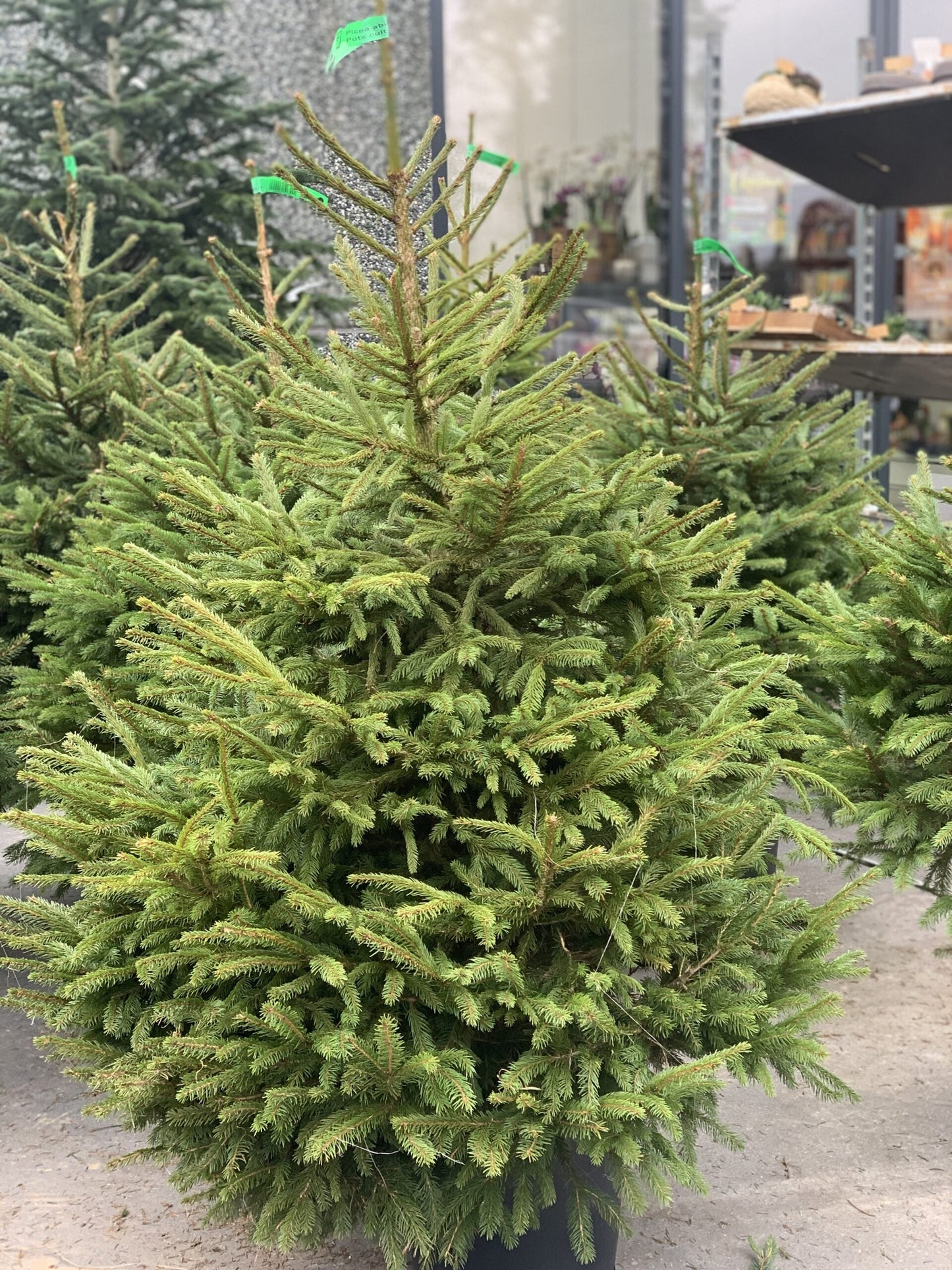 Fijnspar kerstboom 'Super' in pot - Picea Abies - 80/200cm