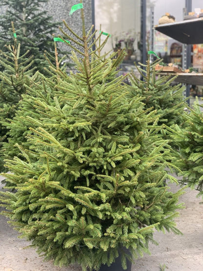 Fijnspar kerstboom 'Super' in pot - Picea Abies - 80/200cm