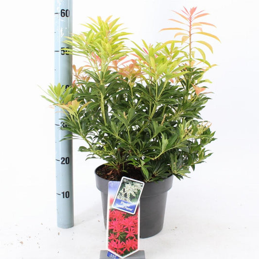 Pieris 'Forest Flame' - Rotsheide