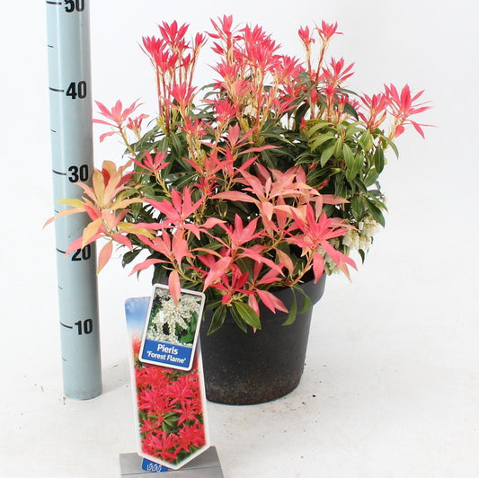Pieris 'Forest Flame' - Rotsheide