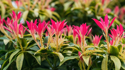 Pieris 'Forest Flame' - Rotsheide