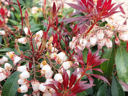 Pieris japonica 'Katsura' - Rotsheide