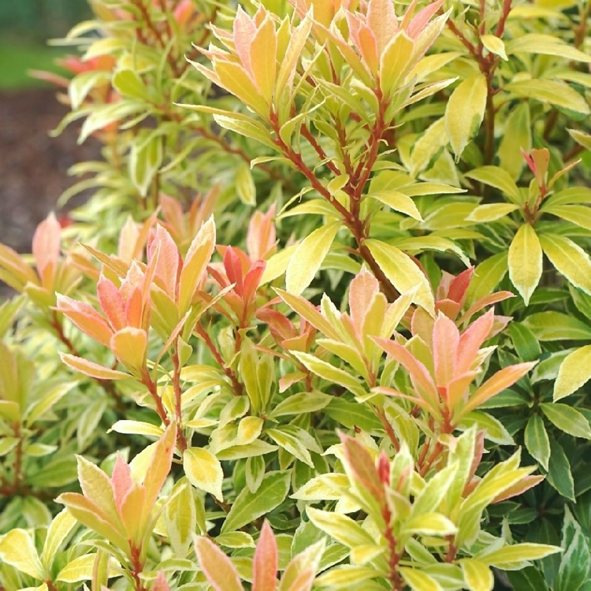 Pieris japonica 'Little Goldy' - Rotsheide