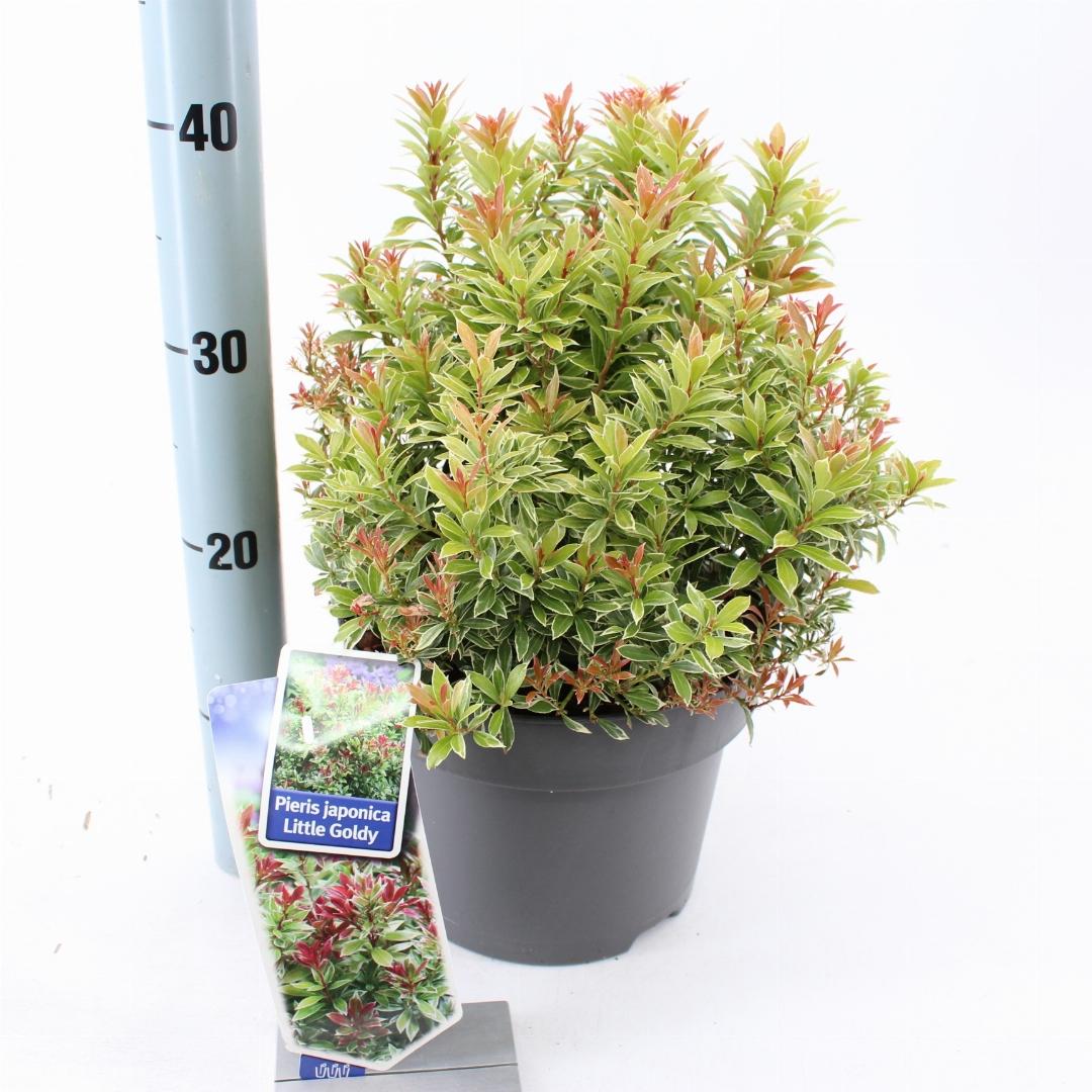 Pieris japonica 'Little Goldy' - Rotsheide