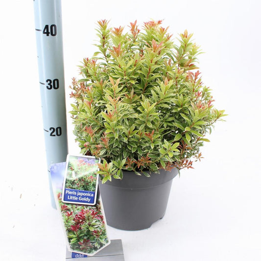 Pieris japonica 'Little Goldy' - Rotsheide