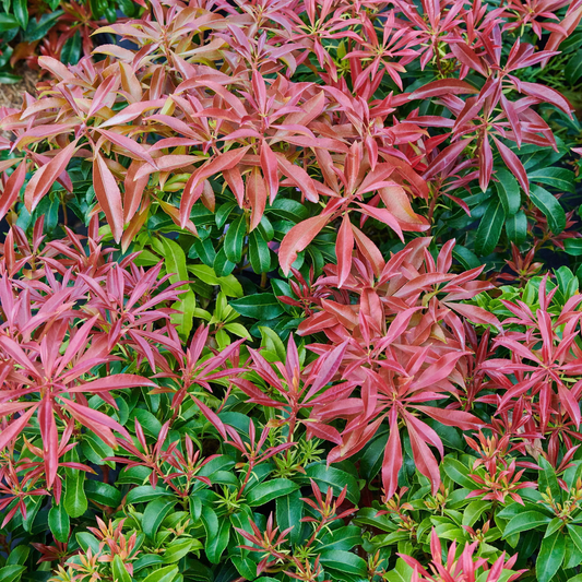 Pieris japonica 'Red Mill' - Rotsheide