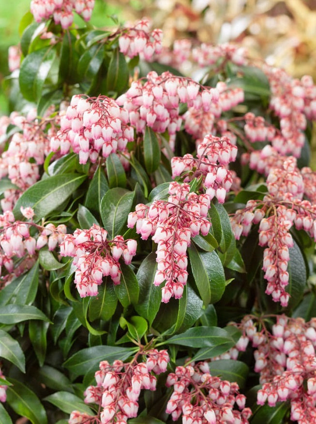 Pieris japonica 'Rosalinda' - Rotsheide