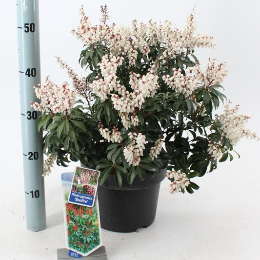 Pieris japonica 'Bonfire' - Rotsheide