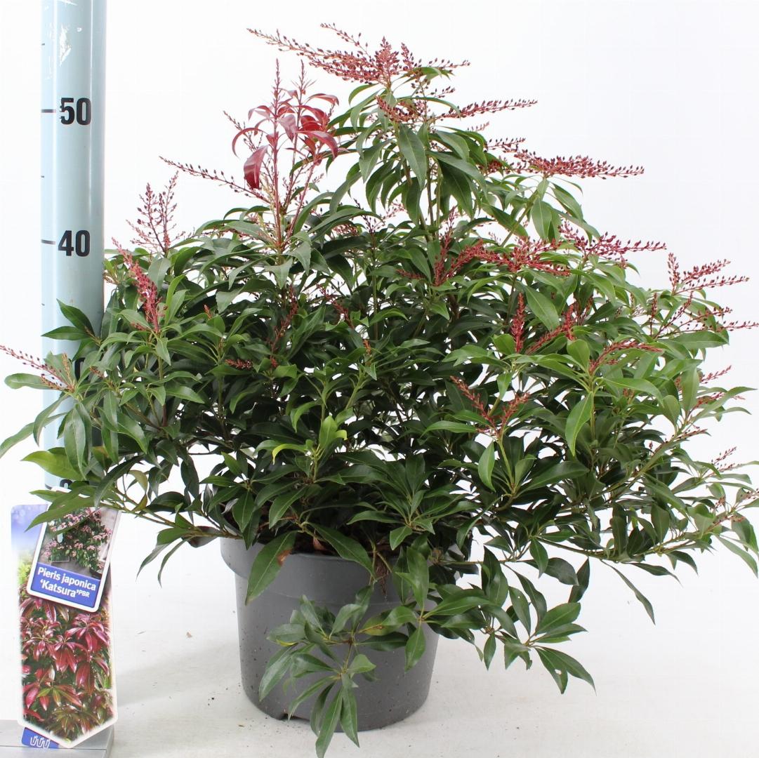 Pieris japonica 'Katsura' - Rotsheide