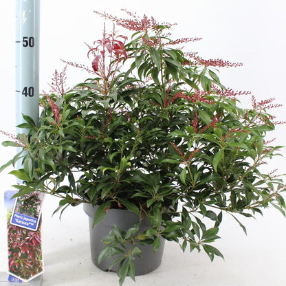 Pieris japonica 'Katsura' - Rotsheide