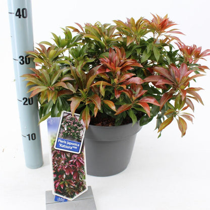 Pieris japonica 'Katsura' - Rotsheide