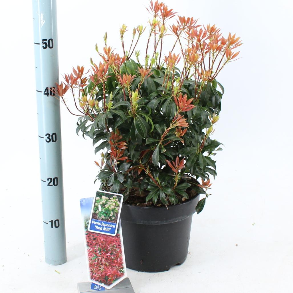 Pieris japonica 'Red Mill' - Rotsheide