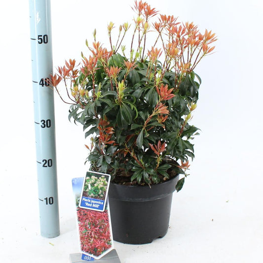 Pieris japonica 'Red Mill' - Rotsheide