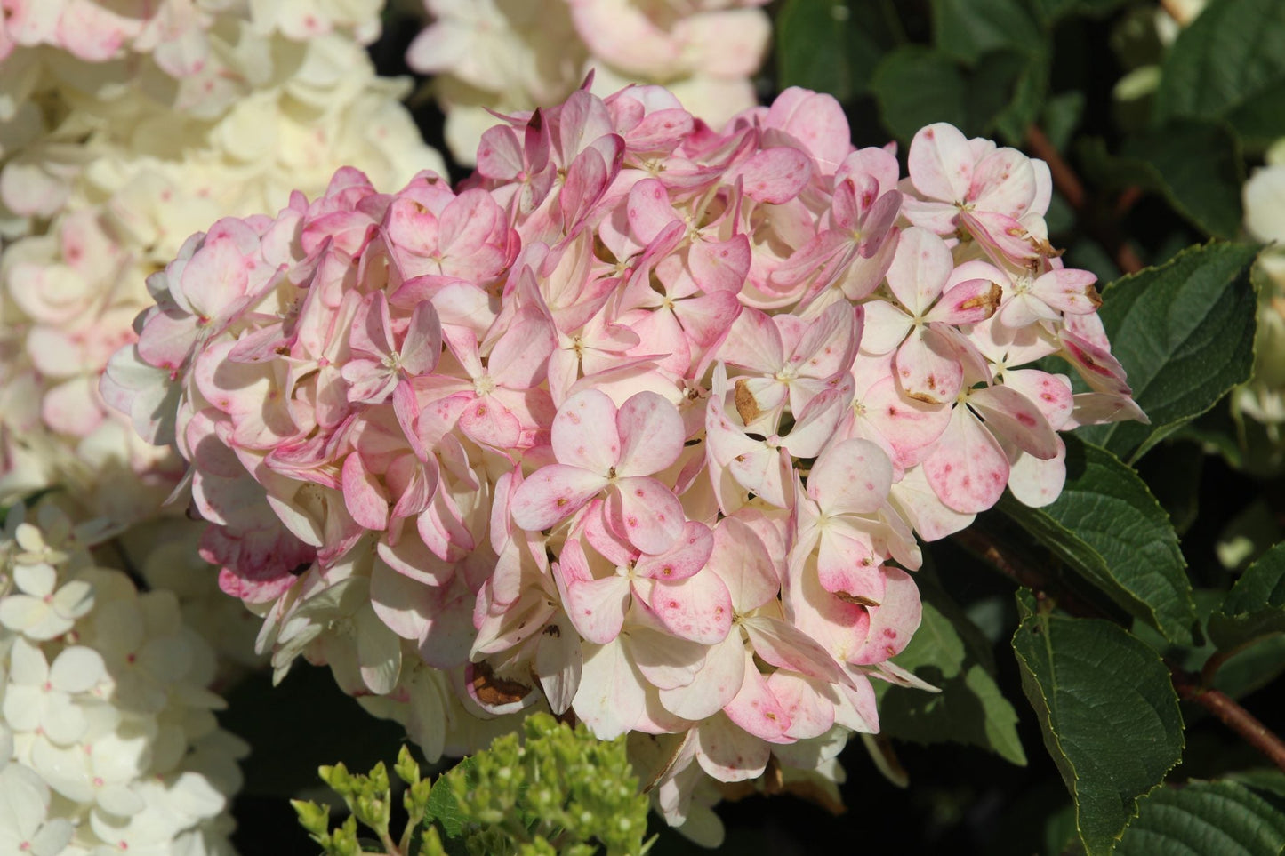 Hydrangea paniculata 'Pink Diamond' - Roze Pluimhortensia