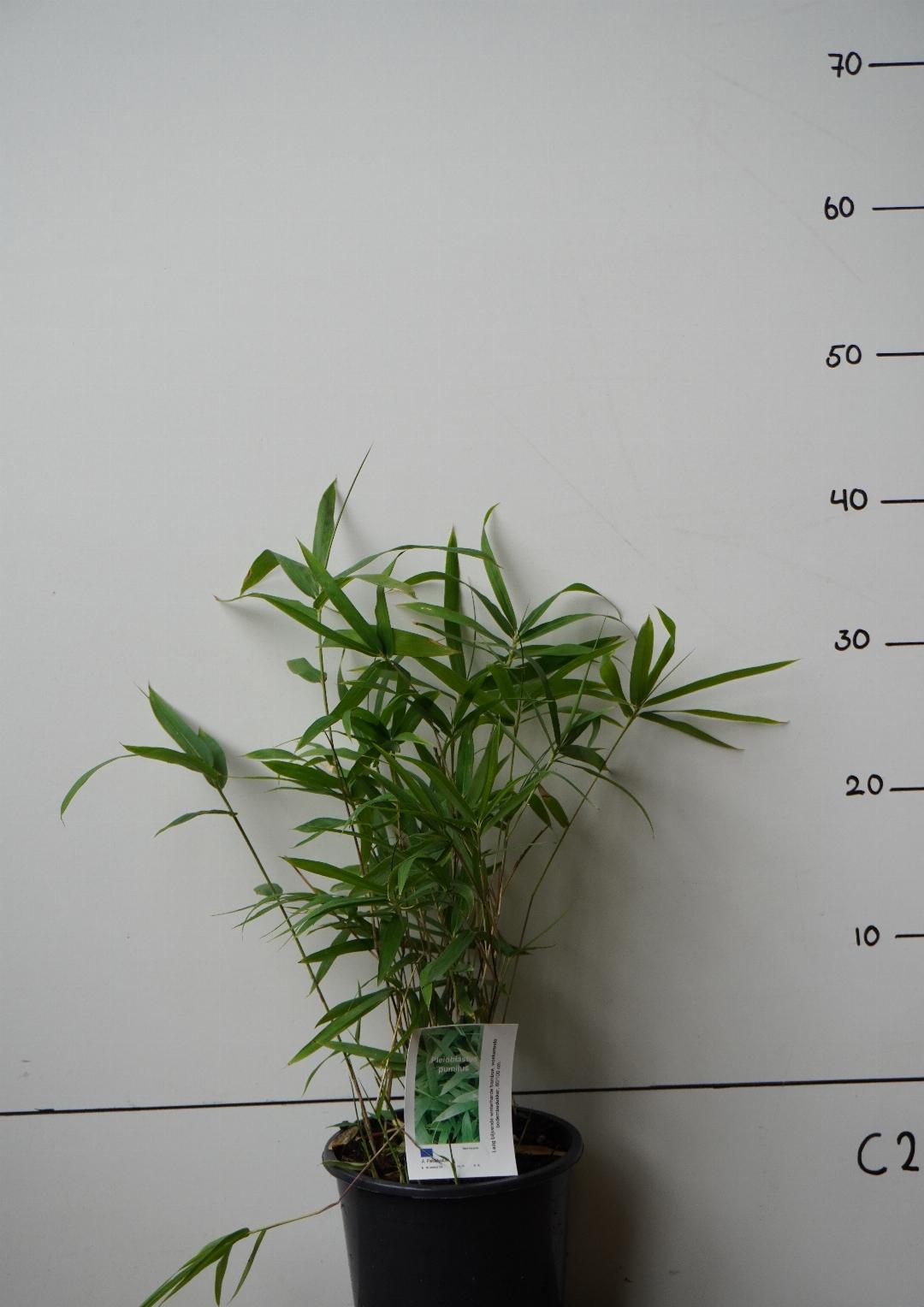 Pleioblastus humilis - Kleinblijvende woekerene bamboe