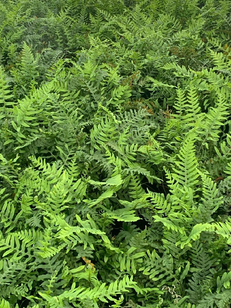 Polypodium vulgare - Gewone Eikvaren