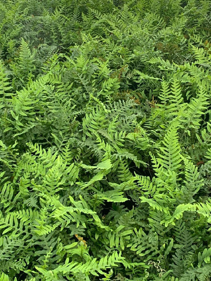 Polypodium vulgare - Gewone Eikvaren
