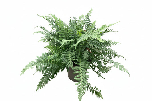 Een levendige, groene varenplant met fijngevlochten bladeren in een donkergrijze pot, perfect voor binnenruimtes. Ideaal als decoratieve plant voor een moderne woonkamer of kantoor.