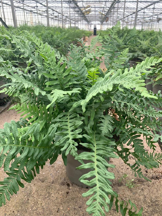Groene varenplant in donkergrijze pot, met fijngevlochten bladeren die elegant uitstrekken. Perfect voor binnenruimtes en als decoratieve plant voor een natuurlijke sfeer.