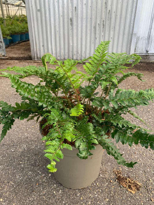 Polystichum polyblepharum - Naaldvaren