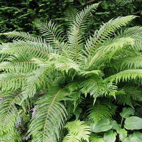 Polystichum setiferum - Broedvaren