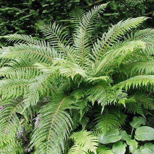 Polystichum setiferum - Broedvaren