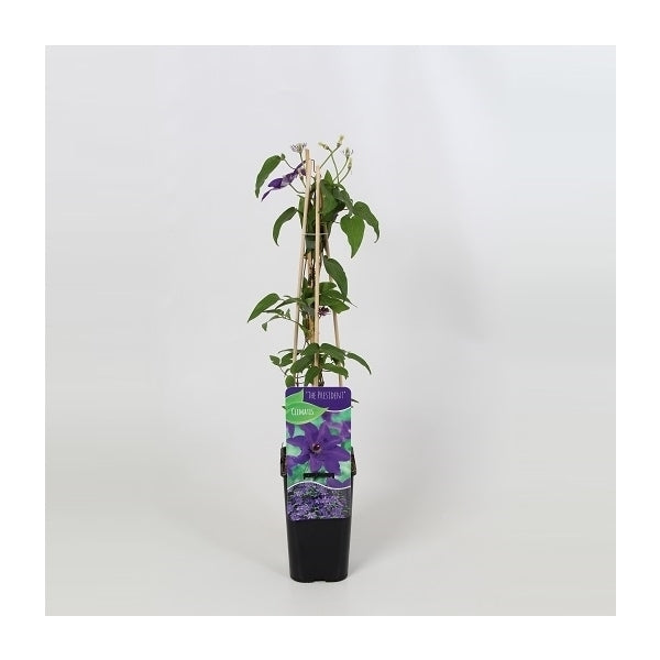 Clematis 'The President' - Paarse bosrank