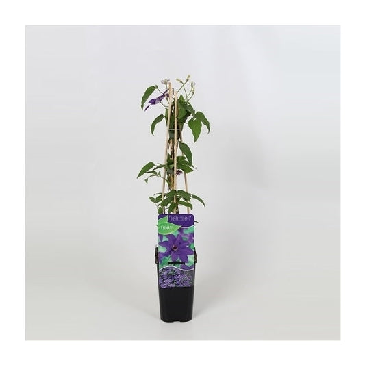 Clematis 'The President' - Paarse bosrank