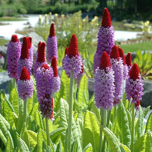 Primula vialii - Kaboutermuts