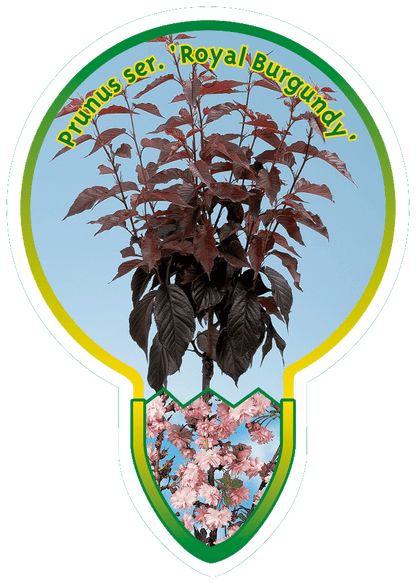 Prunus serrulata 'Royal Burgundy' - Japanse Sierkers op stam