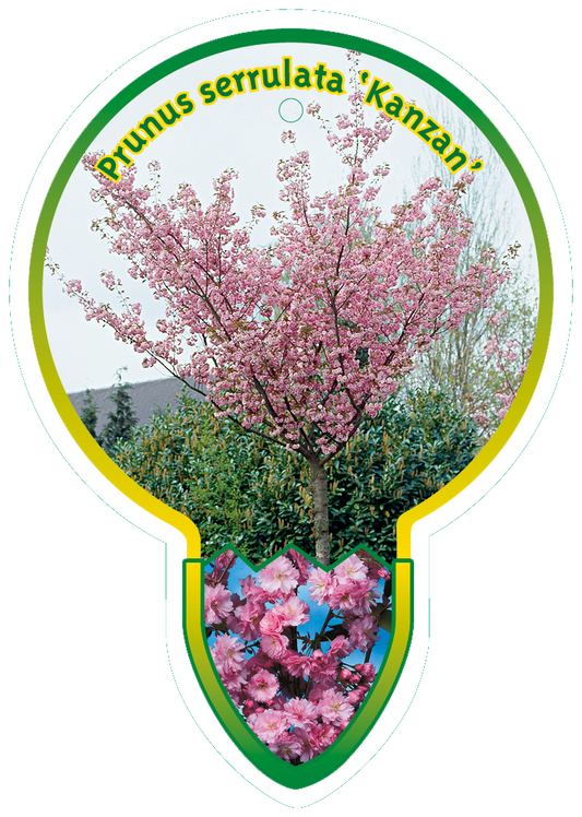 Prunus serrulata 'Kanzan' - Japanse Sierkers op stam