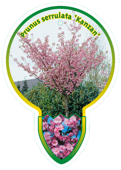 Prunus serrulata 'Kanzan' - Japanse Sierkers op stam
