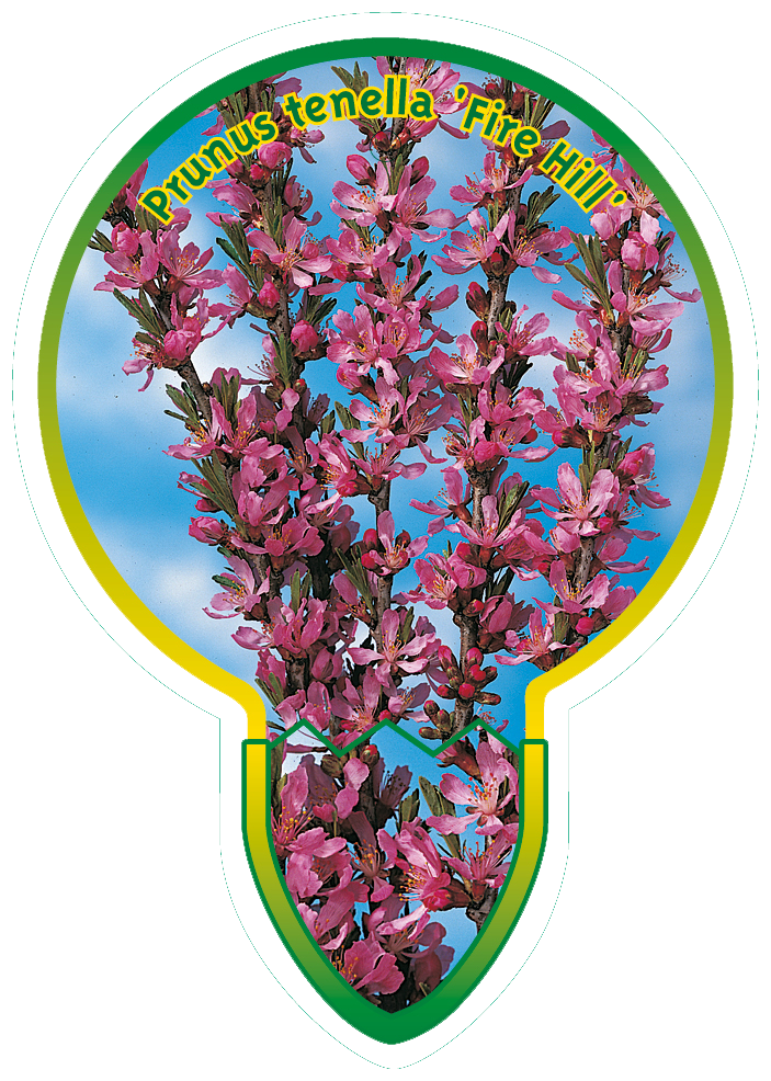 Prunus tenella 'Fire Hill' - Dwergamandel op stam