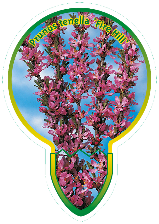 Prunus tenella 'Fire Hill' - Dwergamandel op stam