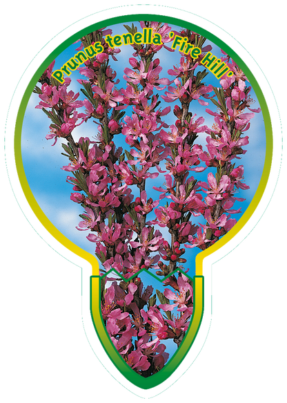 Prunus tenella 'Fire Hill' - Dwergamandel op stam