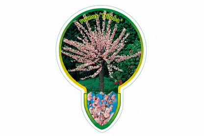 Prunus Triloba - Amandelboom op stam